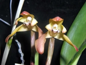 Bild von Maxillaria sp 2