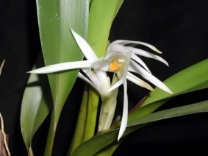 Bild von Maxillaria s