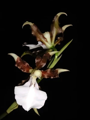 Bild von Miltonia cuneata Bild von Miltonia cuneata