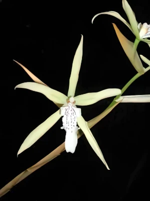 Bild von Miltonia flavescens 3