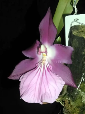 Bild von Miltonia spectabilis var moreliana