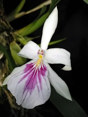 Bild von Miltonia spectabilis