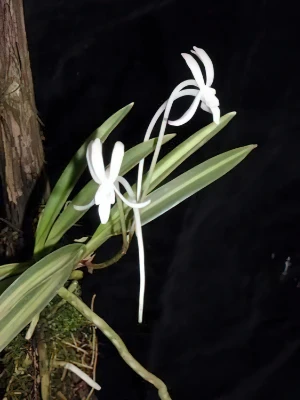 Bild von Neoffinetia falcata 2