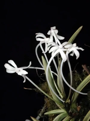 Bild von Neoffinetia falcata