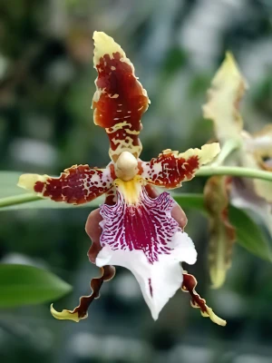 Bild von Odontoglossum harryanum