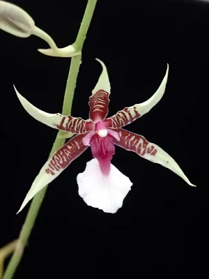 Bild von Odontoglossum hastillabium