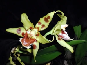 Bild von Odontoglossum kegeliani