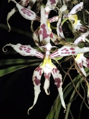 Bild von Odontoglossum sp.