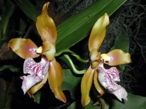 Bild von Odontoglossum wyathianum