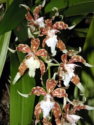 Bild von Odontoglossum dormanianum 1