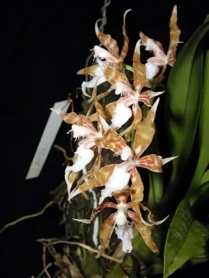 Bild von Odontoglossum dormanianum