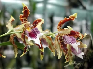 Bild von Odontoglossum harryanum 2