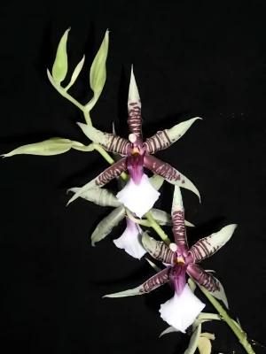 Bild von Odontoglossum hastillabium 1