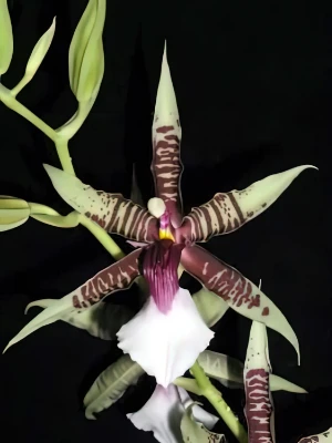 Bild von Odontoglossum hastillabium 3