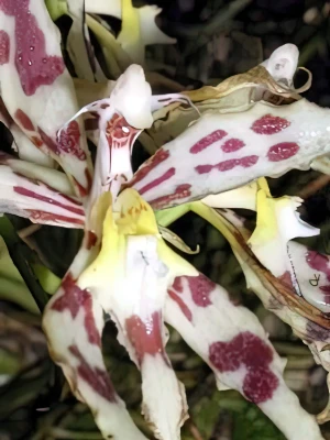 Image of Odontoglossum sp. 1