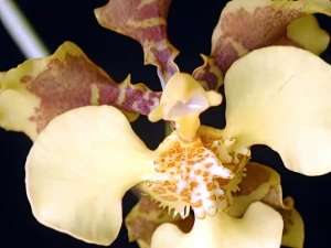 Bild von Oncidium barbatum