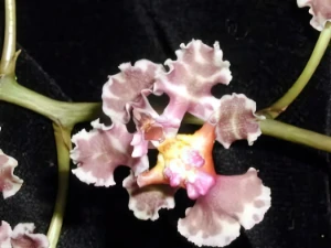 Bild von Oncidium carthagenense