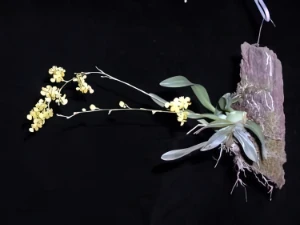 Bild von Oncidium cheirophorum