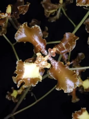 Bild von Oncidium curtum