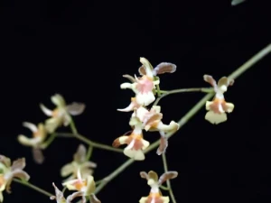 Bild von Oncidium longicornu