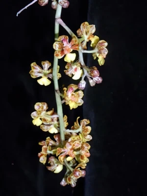 Bild von Oncidium nanum