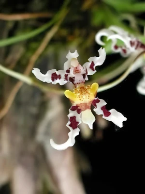 Bild von Oncidium nigratum