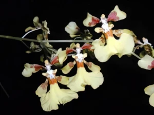 Bild von Oncidium obryzatum