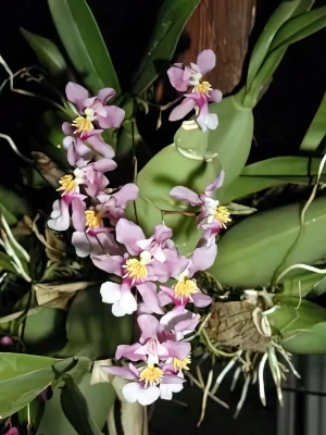 Bild von Oncidium ornithorhynchum