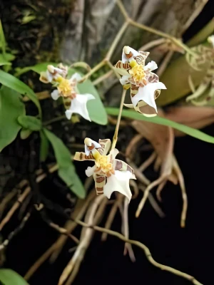 Bild von Oncidium phymatochilum