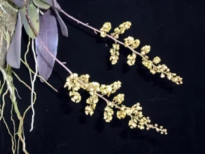 Bild von Oncidium pumilum