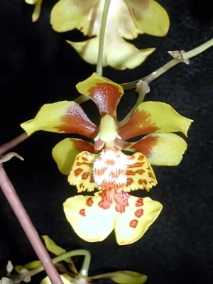 Bild von Oncidium robustissimum