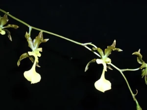 Bild von Oncidium tigrinum