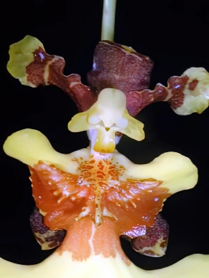 Bild von Oncidium varicosum