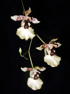 Bild von Oncidium dasistylae