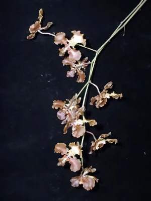 Bild von Oncidium enderianum 03