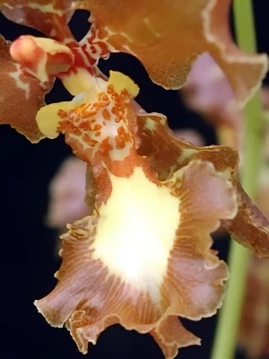 Bild von Oncidium enderianum ii