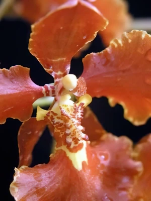 Bild von Oncidium forbesii 2