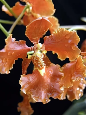 Bild von Oncidium forbesii