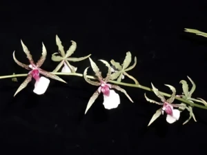 Bild von Oncidium hastilabium 1