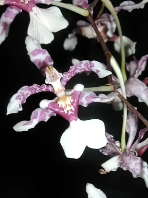 Bild von Oncidium incurvum 1