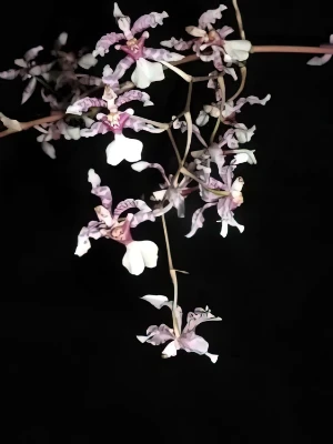 Bild von Oncidium incurvum