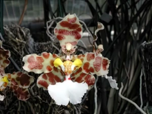 Bild von Oncidium ionesianum var pinotii 1