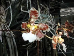 Bild von Oncidium ionesianum var pinotii