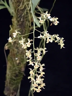 Bild von Oncidium longicornu 1