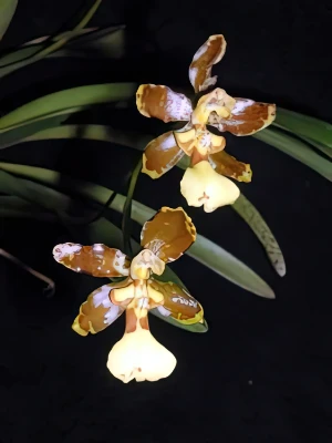 Bild von Oncidium longipes