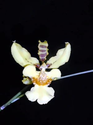 Bild von Oncidium micropogon 3