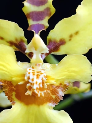 Bild von Oncidium micropogon