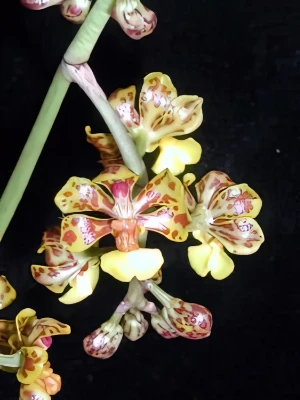 Bild von Oncidium nanum 2