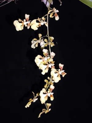 Bild von Oncidium obryzatum 2