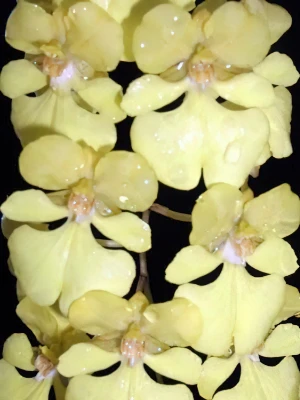 Bild von Oncidium onustum 3